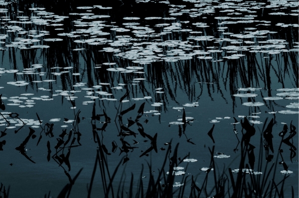 Photograph Laura Berg Lily Pads on One Eyeland